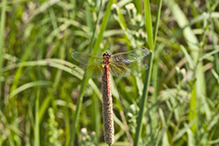 band-winged meadowhawk