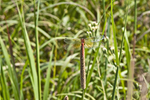 band-winged meadowhawk