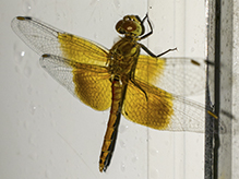 band-winged meadowhawk