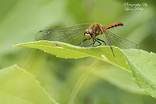 band-winged meadowhawk