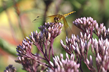 band-winged meadowhawk