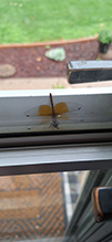 band-winged meadowhawk