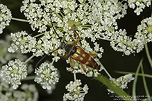 banded longhorn beetle