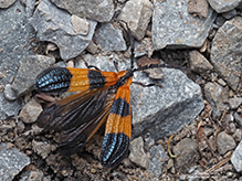 banded net-wing beetle