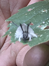banded tussock moth