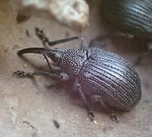 baptisia seed pod weevil