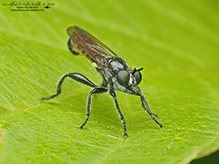 bee-mimic robber fly (Laphria canis complex)