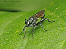 bee-mimic robber fly (Laphria canis complex)