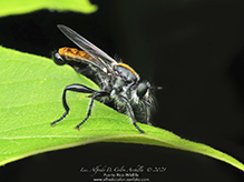bee-mimic robber fly (Laphria sericea species complex)