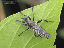bee-mimic robber fly (Laphria sericea species complex)