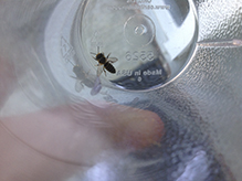 bee fly (Villa lateralis)