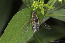 bee fly (villa lateralis)