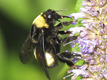 black-and-gold bumble bee