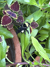 black-and-gold bumble bee