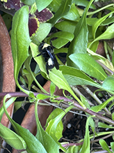 black-and-gold bumble bee