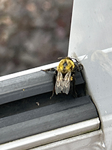 black-and-gold bumble bee