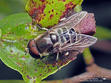 black-shouldered drone fly
