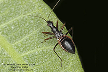 black damsel bug