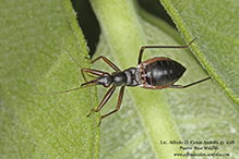 black damsel bug