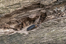 black firefly