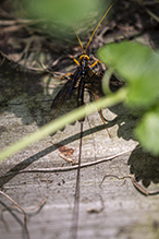 black giant ichneumonid wasp black giant ichneumonid wasp
