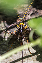 black giant ichneumonid wasp black giant ichneumonid wasp