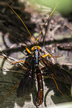 black giant ichneumonid wasp black giant ichneumonid wasp