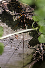 black giant ichneumonid wasp