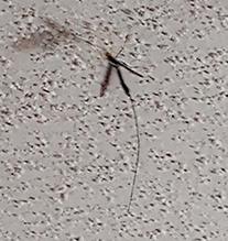 black giant ichneumonid wasp black giant ichneumonid wasp