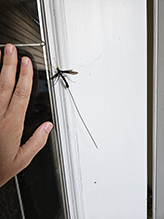black giant ichneumonid wasp black giant ichneumonid wasp