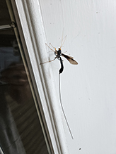 black giant ichneumonid wasp black giant ichneumonid wasp