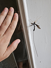 black giant ichneumonid wasp black giant ichneumonid wasp