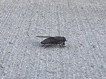 black horse fly