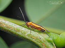 black locust bug
