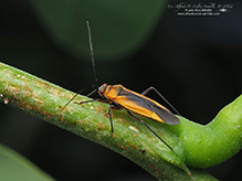 black locust bug