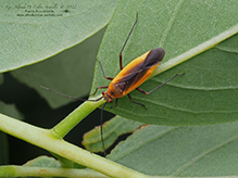 black locust bug