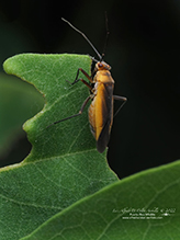 black locust bug