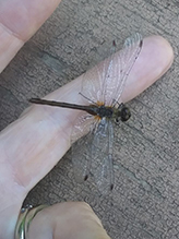 black meadowhawk
