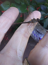black meadowhawk