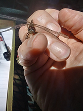 black meadowhawk