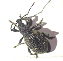 black vine weevil