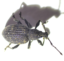 black vine weevil