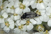 blistered tumbling flower beetle