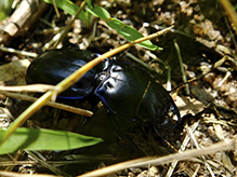 blue-margined ground beetle
