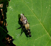 boreal laphria