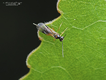 braconid wasp (Family Braconidae)