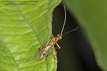 braconid wasp (Meteorus sp.)