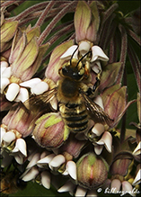 broad-handed leafcutting bee