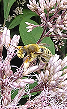 broad-handed leafcutting bee