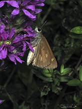 Broad-winged Skipper